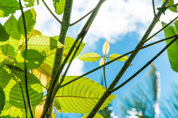 premium green borneo kratom